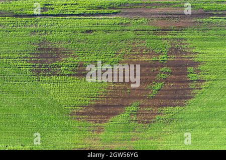 Beschädigte Pflanzen auf dem Feld. Aufgrund schlechter Rasse Bedingungen, oder schlechte Boden oder Krankheit. Kranke landwirtschaftliche Kulturpflanzen. Stockfoto