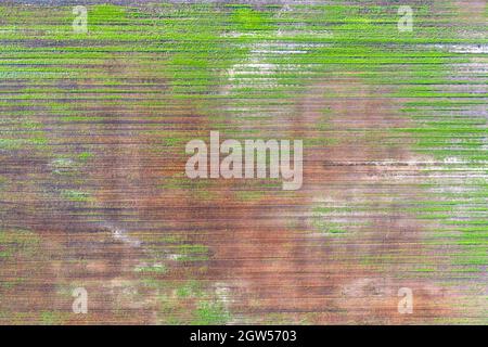 Beschädigte Pflanzen auf dem Feld. Aufgrund schlechter Rasse Bedingungen, oder schlechte Boden oder Krankheit. Kranke landwirtschaftliche Kulturpflanzen. Stockfoto