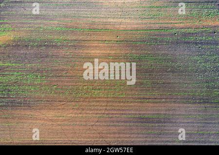 Beschädigte Pflanzen auf dem Feld. Aufgrund schlechter Rasse Bedingungen, oder schlechte Boden oder Krankheit. Kranke landwirtschaftliche Kulturpflanzen. Stockfoto