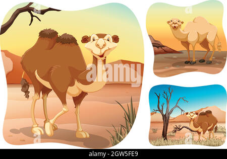 Kamele in der trockenen Wüste Stock Vektor
