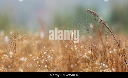 Wespenspinne, Argiope, mit Tau bedecktes Netz. Abstrakter natürlicher Hintergrund. Selektiver Fokus. Gefährliche giftige Arachniden. Stockfoto