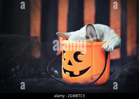 Lustiger französischer Bulldog Hund Welpe mit Kopf in gruseligen Halloween Trick or Treat Korb vor schwarzem und orangenen Papierstrom Stockfoto