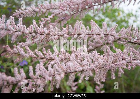 Tamarisk-Busch in Blüte, Melbourne, Australien Stockfoto