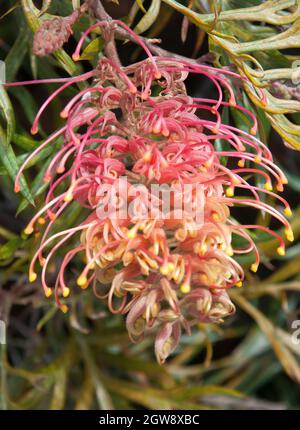 Die australische Ureinwohner grevillea, wahrscheinlich die Sorte Peaches and Cream Stockfoto