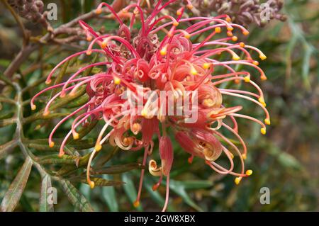 Die australische Ureinwohner grevillea, wahrscheinlich die Sorte Peaches and Cream Stockfoto