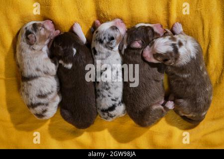 Wurf von neugeborenen liebenswerten Australian Shepherd Welpen auf gelber weicher Decke. Aussie fünf Kinder liegen zusammen und schlafen, Draufsicht. Welpen Stockfoto