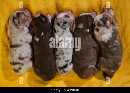 Wurf von neugeborenen liebenswerten Australian Shepherd Welpen auf gelber weicher Decke. Aussie fünf Kinder liegen zusammen und schlafen, Draufsicht. Welpen Stockfoto