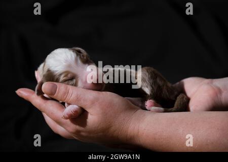 Halten Sie den neugeborenen Welpen, den australischen roten Merle, in den Händen. Australian Shepherd schläft in Frauenpalmen auf neutralem schwarzen minimalistischen Hintergrund. Ein Vollblut-Neub Stockfoto