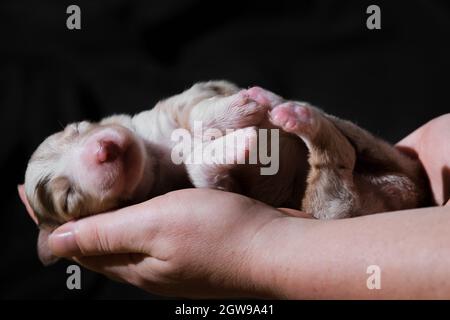 Halten Sie den neugeborenen Welpen, den australischen roten Merle, in den Händen. Australian Shepherd schläft in Frauenpalmen auf neutralem schwarzen minimalistischen Hintergrund. Ein Vollblut-Neub Stockfoto