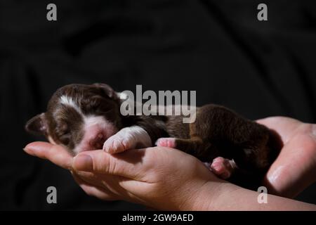 Ein Vollblut-Neugeborener. Halten Sie den neugeborenen Welpen, den aussie Red Tricolor, in den Händen. Australian Shepherd schläft in Frauenpalmen auf neutralem schwarzen Minimalist Stockfoto