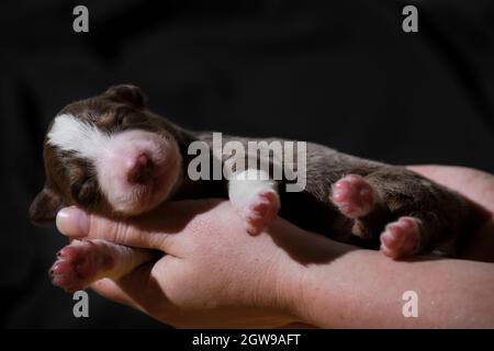 Ein Vollblut-Neugeborener. Halten Sie den neugeborenen Welpen, den aussie Red Tricolor, in den Händen. Australian Shepherd schläft in Frauenpalmen auf neutralem schwarzen Minimalist Stockfoto