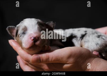 Halten Sie den neugeborenen Welpen, den australischen blauen Merle, in den Händen. Australian Shepherd schläft in Frauenpalmen auf neutralem schwarzen minimalistischen Hintergrund. Ein Vollblut neu Stockfoto