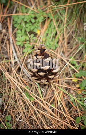 Fichtenbuckel fiel und liegt auf trockenen Fichtennadeln im Wald Stockfoto