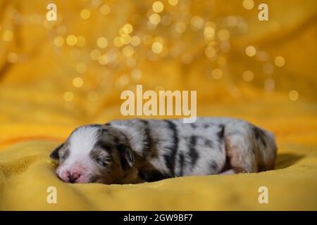 Aussie Welpe ist blauer Merle mit weißem Streifen an der Schnauze, rosa Nase und geschlossenen Augen. Neugeborener australischer Schäferhund liegt auf dem warmen gelben weichen blan Stockfoto