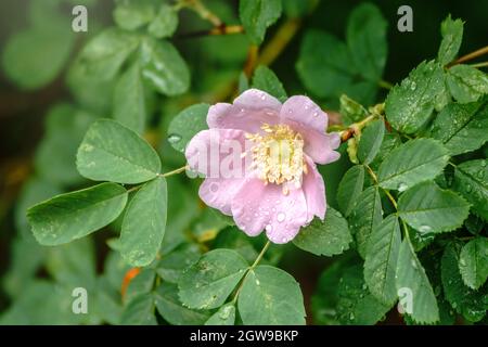 Blühende Hagebuttenblume, schöne rosa Blume mit Wassertropfen nach Regen auf einem Buschzweig. Schöner natürlicher Hintergrund von blühendem Grün. Natura Stockfoto