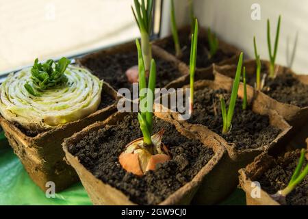 Prozess des Anbaus von Setzlingen in Torfbehältern auf Fensterbank im Frühjahr, Pekinger Kohl, Knoblauch und Zwiebeln Stockfoto