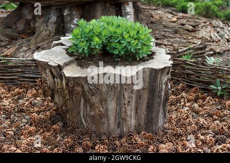 Dekorative Gartengestaltung. Grüne Pflanze in Stumpf gepflanzt und um mit trockenen Fichtenzapfen bedeckt Stockfoto