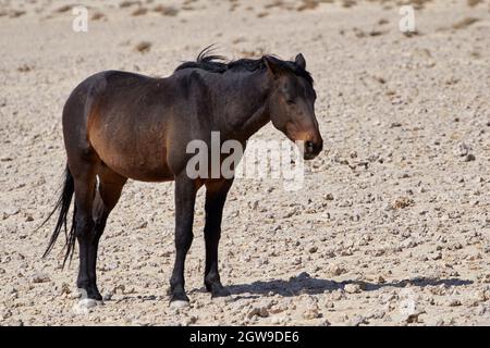 Wild Namib Desert Horse (Equus ferus caballus) in Namibia, Afrika. Stockfoto