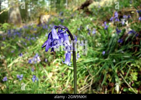 Single Wild Native Common Bluebell in der Nähe des National Trust Car Park in Great Wood, Borrowdale, Lake District National Park, Cumbria, England, Großbritannien. Stockfoto