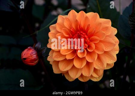 Single Dahlia Pinnata 'Orange Nugget' Blütenkopf mit Raindrops in den Grenzen in RHS Garden Bridgewater, Worsley, Greater Manchester, Großbritannien angebaut. Stockfoto