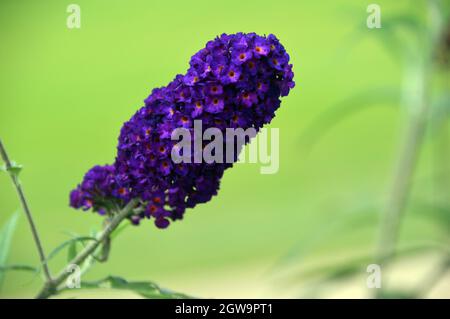 Single Purple Buddleja davidii 'Black Knight' (Butterfly Bush) Blume, die in den Grenzen von RHS Garden Bridgewater, Worsley, Greater Manchester, Großbritannien, angebaut wird Stockfoto