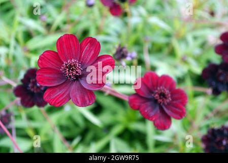 Paar Cosmos Atrosanguineus 'Chocamocha' (Chocolate Cosmos) Blumen, die in den Grenzen von RHS Garden Bridgewater, Worsley, Greater Manchester, Großbritannien, angebaut werden Stockfoto