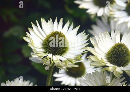 Echinacea purpurea 'Coneflower' (Weißer Schwan) wird im Bee & Butterfly Garden im RHS Garden Bridgewater, Worsley, Greater Manchester, Großbritannien, angebaut Stockfoto