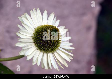 Nahaufnahme Echinacea purpurea 'Coneflower' (Weißer Schwan), die im Bee & Butterfly Garden im RHS Garden Bridgewater, Worsley, Greater Manchester, Großbritannien, angebaut wird Stockfoto