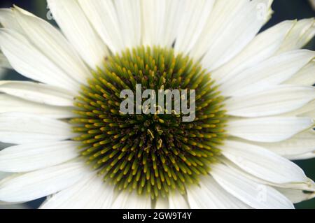 Nahaufnahme Echinacea purpurea 'Coneflower' (Weißer Schwan), die im Bee & Butterfly Garden im RHS Garden Bridgewater, Worsley, Greater Manchester, Großbritannien, angebaut wird Stockfoto