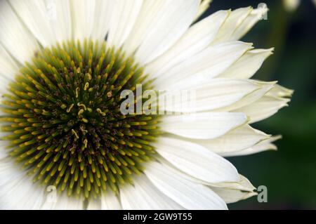 Nahaufnahme Echinacea purpurea 'Coneflower' (Weißer Schwan), die im Bee & Butterfly Garden im RHS Garden Bridgewater, Worsley, Greater Manchester, Großbritannien, angebaut wird Stockfoto