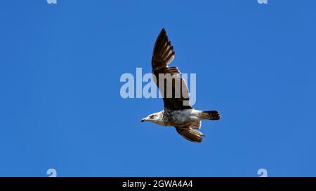 Eine unreife schwarze Möwe fliegt, es scheint eine Feder zu fehlen Stockfoto