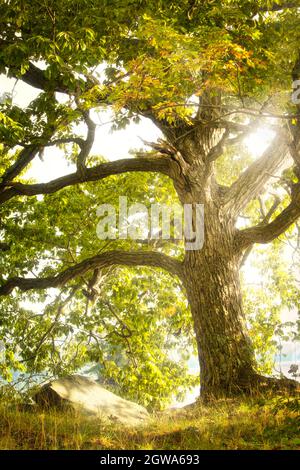 Leuchtend gelbe Morgensonne filtert durch die Blätter einer großen Eiche. Rock im Vordergrund. Stockfoto