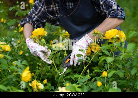 Der Gärtner schneidet Rosen mit einem Baumschneider. Stockfoto