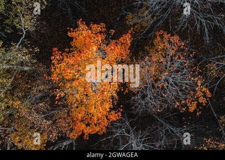 Draufsicht auf einen Baum mit orangefarbenen Blättern im Herbstwald. Stockfoto