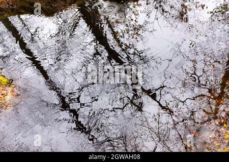 Regentropfen, die auf einen dunklen Teich mit Baumsilhouetten fallen, aufgenommen an einem wolkigen Tag im späten Winter im Wald von Fontainebleau, Frankreich Stockfoto