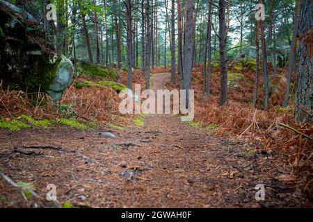 Wanderweg durch einen Kiefernwald, aufgenommen an einem wolkigen Tag im späten Winter im Wald von Fontainebleau, Frankreich Stockfoto