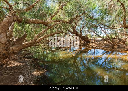 Gewölbte Paperbark-Bäume spiegeln sich im Wasser eines schattigen Baches im Meereweene Veterans Camp, in der Nähe von Marble Bar, Pilbara, Western Australia, Australien, wider Stockfoto