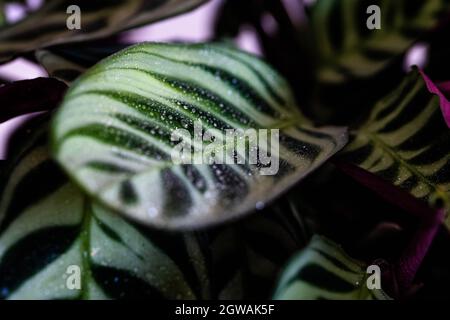 Zimmerpflanze Calathea ornata mit schönen gestreidenen Blättern Stockfoto