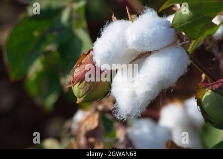 Reife Baumwollpflanze bereit für die Ernte Stockfoto