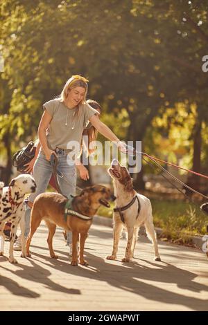 Hunde auf dem Spaziergang mit glücklichen professionellen Hundespaziergang Stockfoto