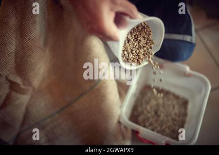 Die Hände des Mannes halten rohe Kaffeebohnen bereit, um zu braten.frisch Kaffeebohnen. Stockfoto