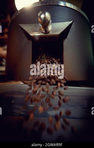 Frisch geröstete Kaffeebohnen in Gießen. Geschmack geröstete Körner Stockfoto