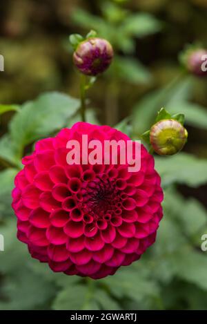 Nahaufnahme des magentaroten Pompoms Dahlien. Stockfoto