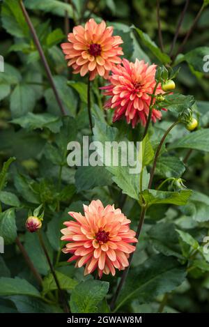 Nahaufnahme von Dahlien „Crazy Legs“. Die Blütenblätter sind oben hellgelb/orange mit einer roten Unterseite, wenn sie geöffnet sind. Stockfoto