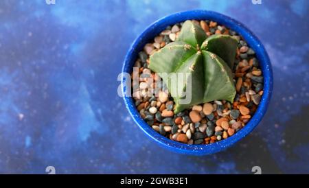 Draufsicht auf einen Sternkaktus in einem blauen Topf, umgeben von bunten Kieselsteinen. Auf einer blauen Sternenoberfläche mit Kopierfläche links. Stockfoto