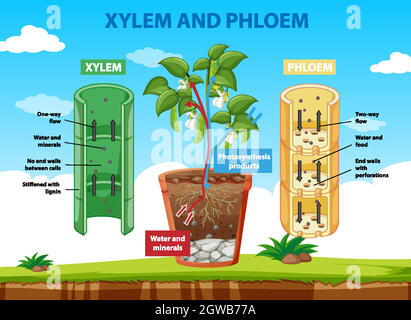 Diagramm mit Xylem und Phloem der Pflanze Stock Vektor