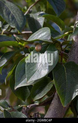 Persimmon Zweige mit einer Schnecke an einem seiner Blätter befestigt, diese Art von Tier ist einer der Schädlinge von Persimmon (diospyros kaki) Stockfoto