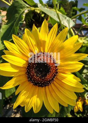 Blume der dekorativen Sonnenblume. Blumenkopf. Vertikales Foto. Nahaufnahme. Selektiver Fokus. Stockfoto
