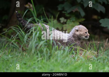 Ein 8 Wochen altes Geparden-Junge, das erste Junge, das seit zehn Jahren im Park geboren wurde, erkundet ihr Gehege zum ersten Mal lebend in Suffolk in Afrika. Bilddatum: Sonntag, 3. Oktober 2021. Stockfoto