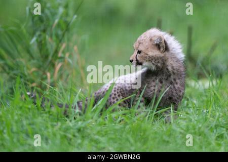 Ein 8 Wochen altes Geparden-Junge, das erste Junge, das seit zehn Jahren im Park geboren wurde, erkundet ihr Gehege zum ersten Mal lebend in Suffolk in Afrika. Bilddatum: Sonntag, 3. Oktober 2021. Stockfoto